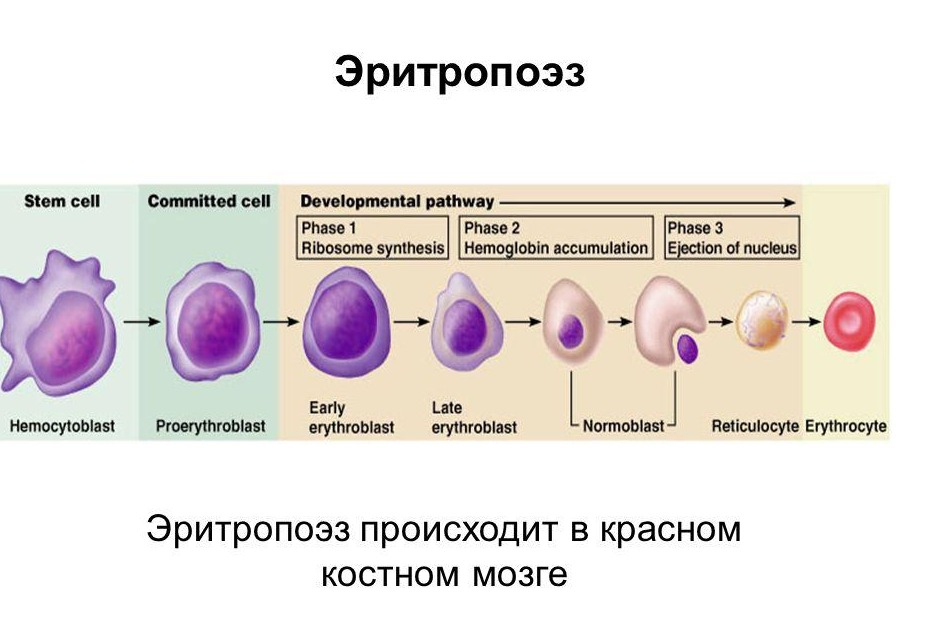 ehritrocity-v-krovi-povysheny